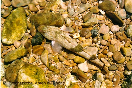Apron du Rhône - M.Proschazka