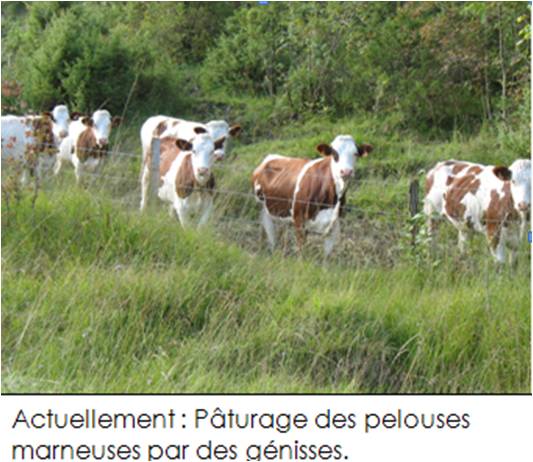 images du contrat de Coulans sur Lison