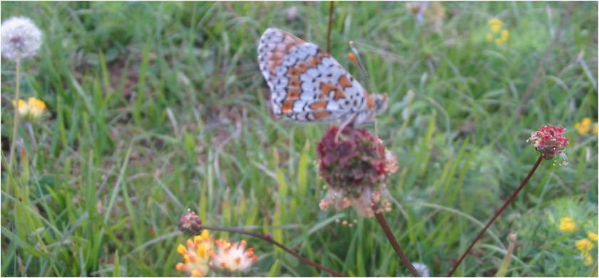 pelouse calcaire maigre